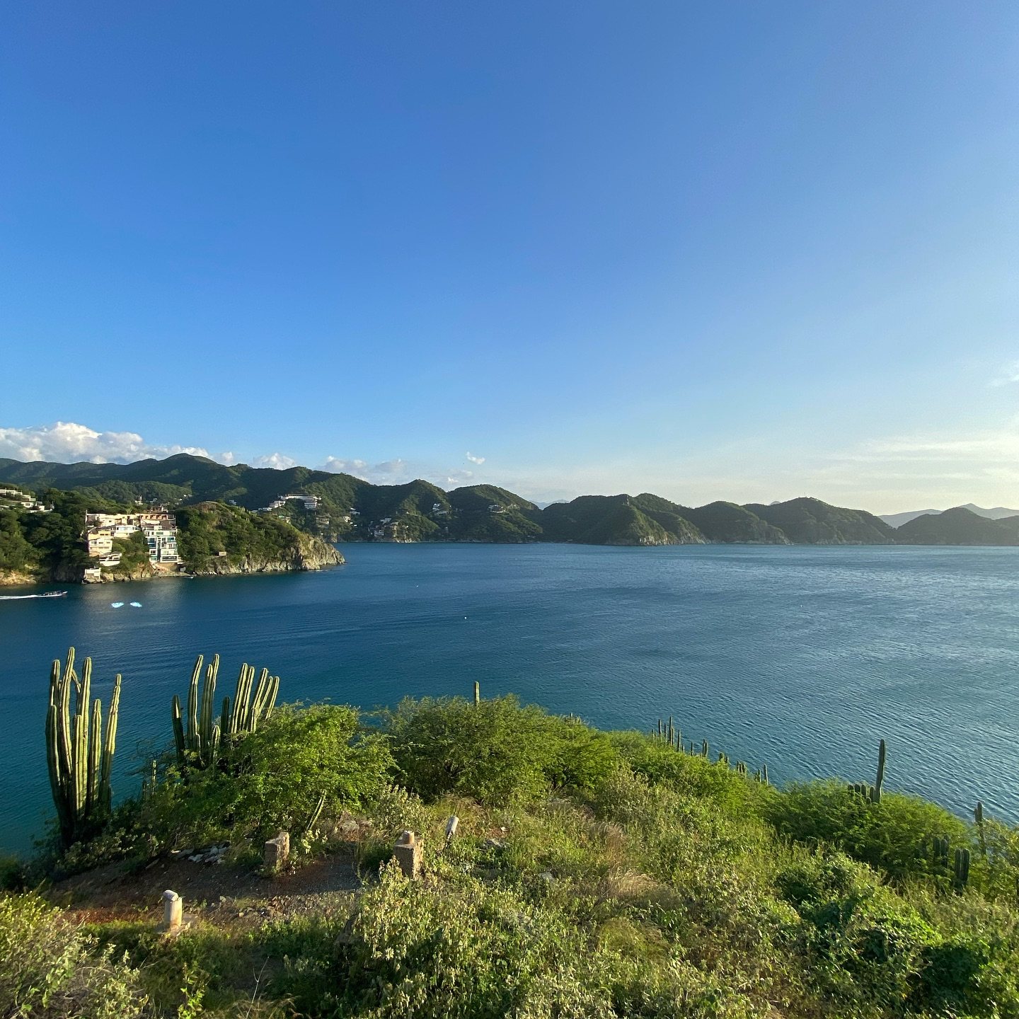 Cactus columnares en una loma con vista a la bahía